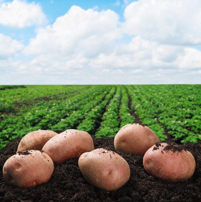 Harvesting potatoes on the ground on a background of field. Harvesting potatoes on the ground on a background of field