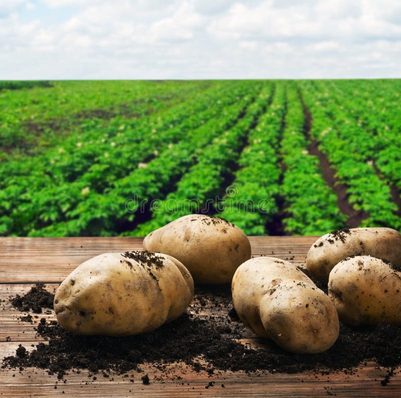 Harvesting potatoes on the ground on a background of field. Harvesting potatoes on the ground on a background of field