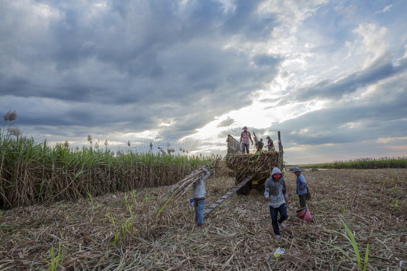 Plockningsockerrörfält, Tay Ninh landskap, Vietnam arkivbilder Plockningsockerrörfält, Tay Ninh landskap, Vietnam arkivbilder