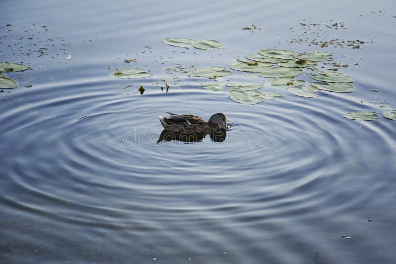Plongée de canard colvert pour la nourriture, anneaux d'eau photo stock Plongée de canard colvert pour la nourriture, anneaux d'eau photo stock