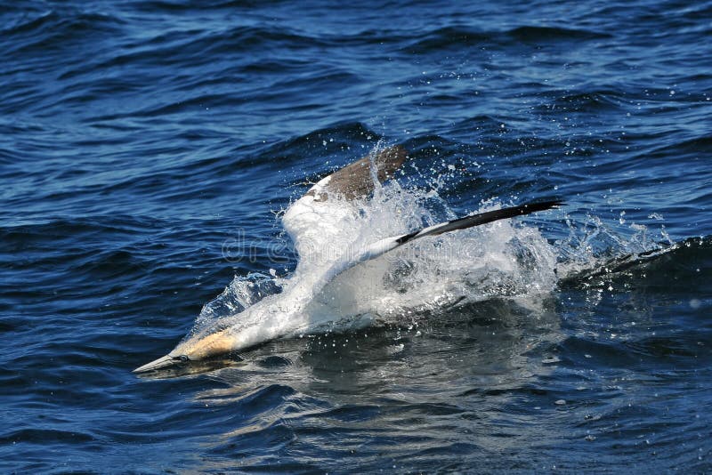 Plongée nordique de Gannet photo stock Plongée nordique de Gannet photo stock