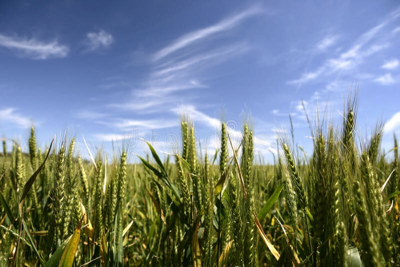 Plony lata pola kukurydzy