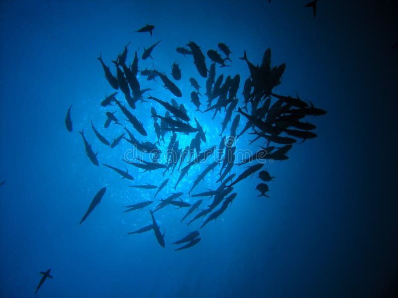 plot de poissons image stock plot de poissons image stock