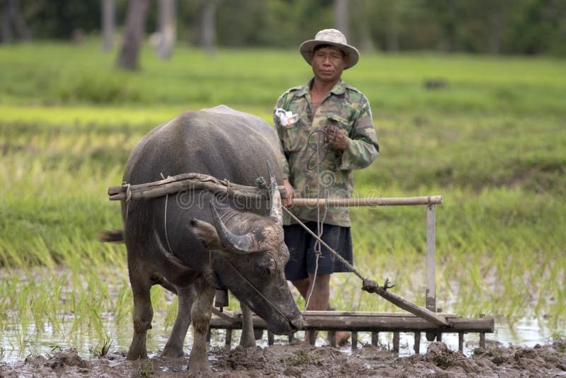 Plough with water buffalo