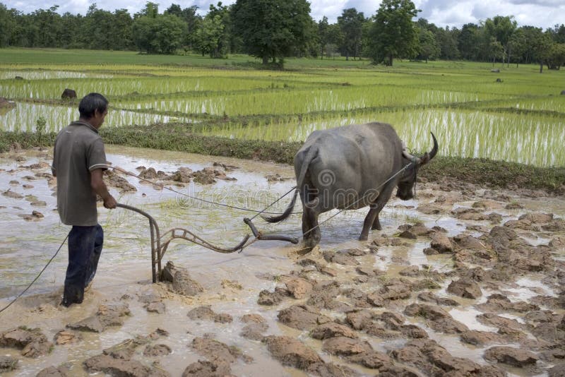 Plough with water buffalo