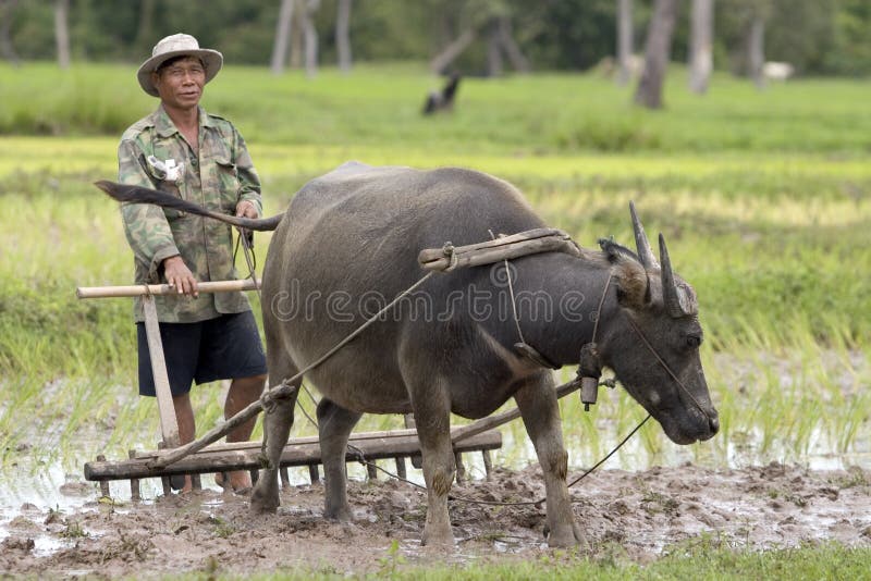 Plough with water buffalo