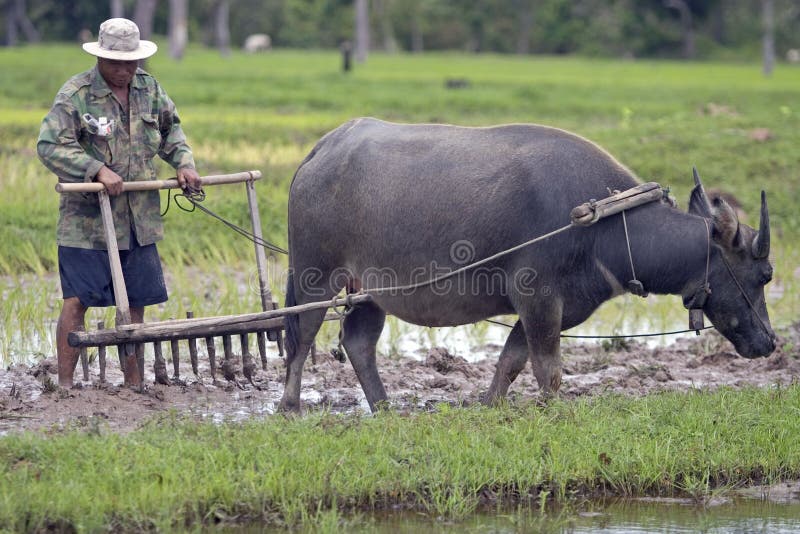 Plough with water buffalo