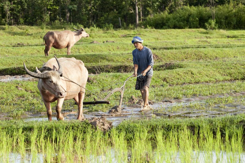 Plough with water buffalo, rice field Asia