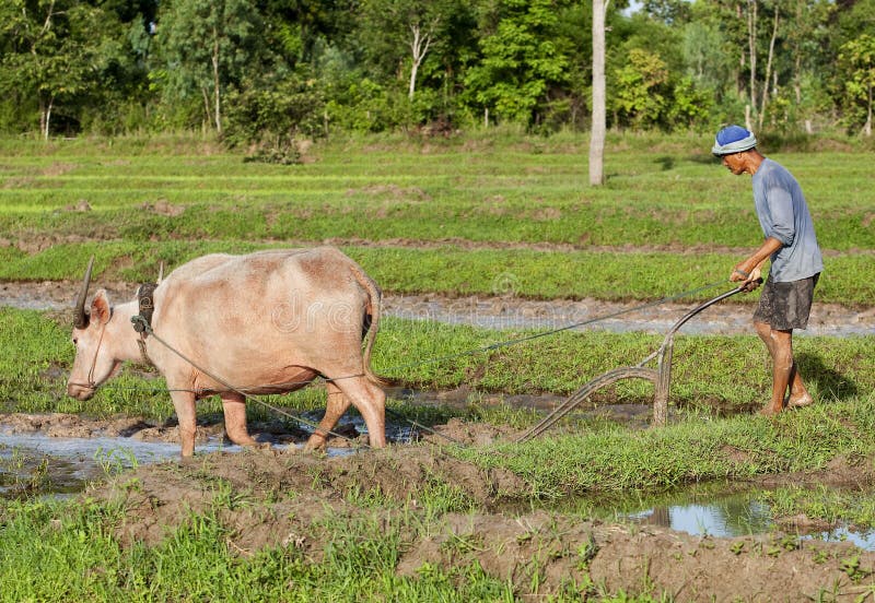 Plough with water buffalo, rice field Asia