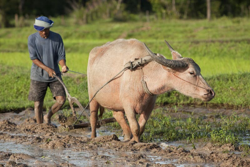 Plough with water buffalo, rice field Asia