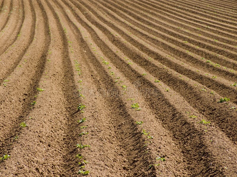 Ploughed field