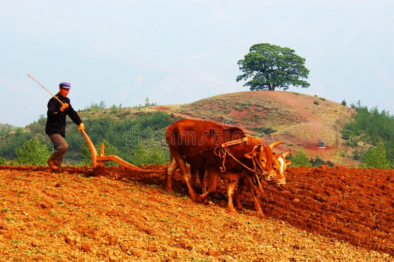 Ploughing with oxes