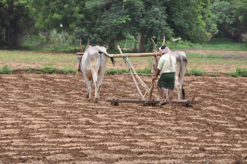 Ploughing Tradicional Em India Imagem Editorial Imagem de gado