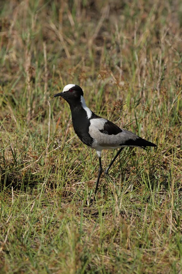 plover blacksmith стоковые изображения rf plover blacksmith стоковые изображения rf