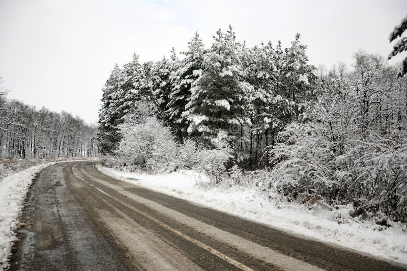 Plowed curved road through snowy forest