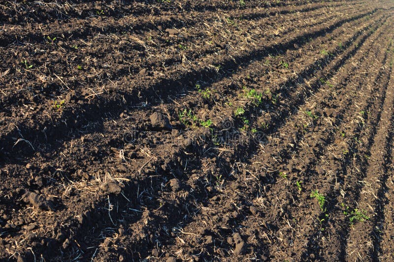 Plowed field