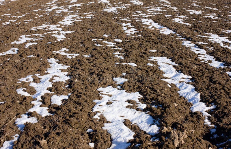 Plowed field under the melting snow