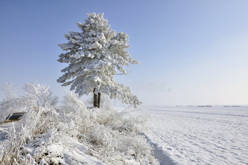 Plowed land and frost pine