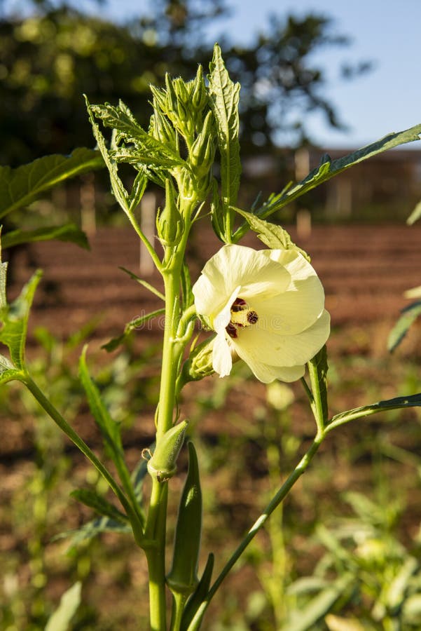 610 Okra Plants Stock Photos Free & RoyaltyFree Stock Photos from