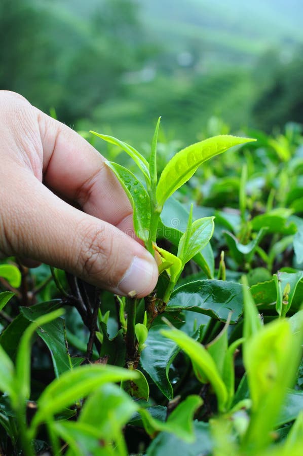 Plucking tea leaf