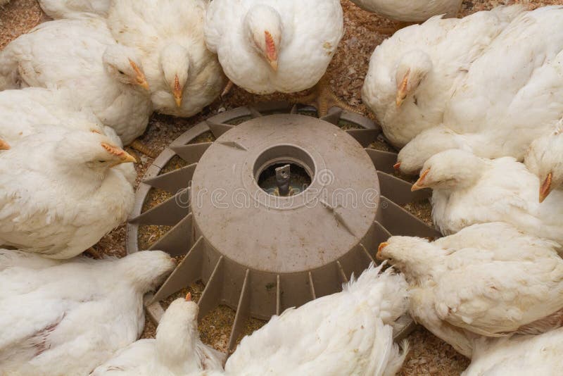 Pluimveebedrijf met kip Veehouderij, woningbouwbedrijf voor de vleesproductie, voer voor de vleesproductie van witte kippen in bi