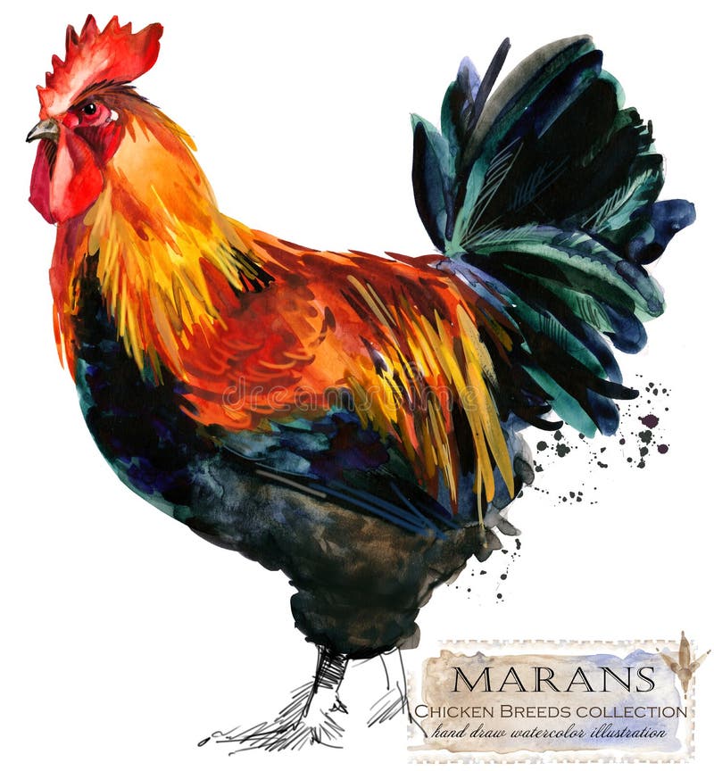 Pluimveehouderij De reeks van kippenrassen binnenlandse landbouwbedrijfvogel royalty-vrije illustratie Pluimveehouderij De reeks van kippenrassen binnenlandse landbouwbedrijfvogel royalty-vrije illustratie