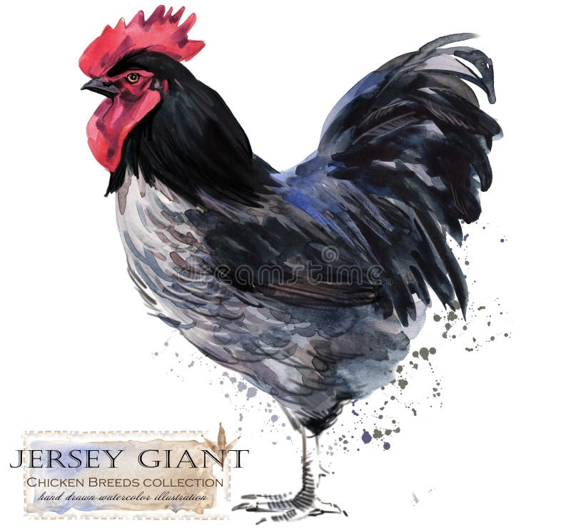 Pluimveehouderij De reeks van kippenrassen binnenlandse landbouwbedrijfvogel stock illustratie Pluimveehouderij De reeks van kippenrassen binnenlandse landbouwbedrijfvogel stock illustratie