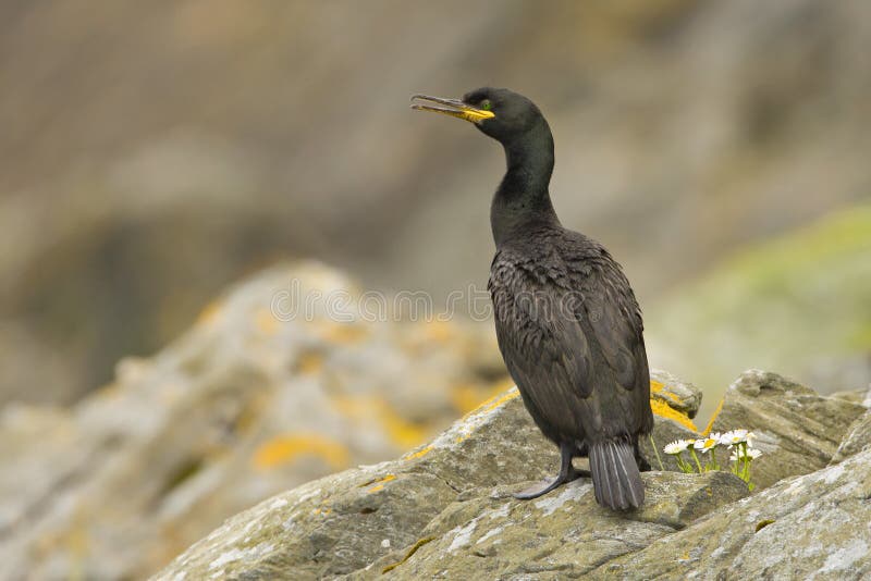 Pluizig laken Phalacrocorax Aristotelis stock afbeeldingen Pluizig laken Phalacrocorax Aristotelis stock afbeeldingen