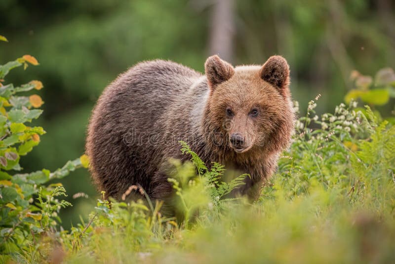 Pluizige jonge bruin draagt, ursusarctos, in de zomer bij zonsondergang royalty-vrije stock foto Pluizige jonge bruin draagt, ursusarctos, in de zomer bij zonsondergang royalty-vrije stock foto