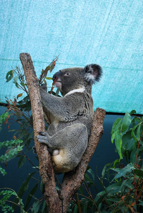 Pluizige Koala die eucalyptus op een boom eten onder het dak royalty-vrije stock foto's Pluizige Koala die eucalyptus op een boom eten onder het dak royalty-vrije stock foto's