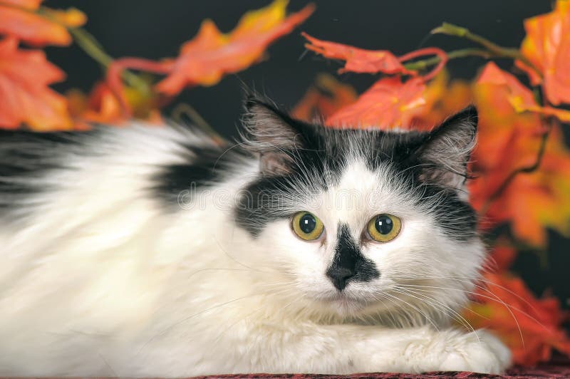 Pluizige witte kat met zwarte vlekken op een achtergrond van de herfstbladeren stock foto's Pluizige witte kat met zwarte vlekken op een achtergrond van de herfstbladeren stock foto's