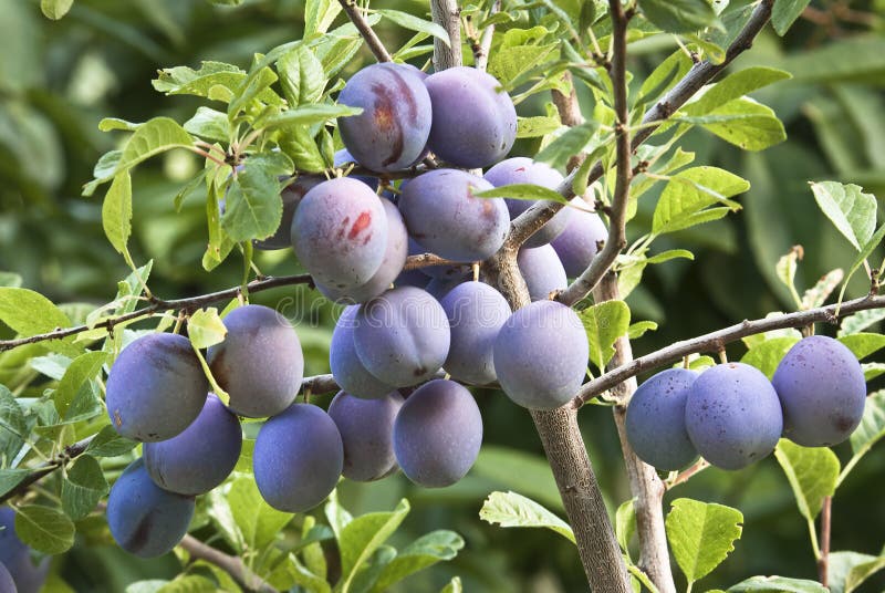 Plum Tree with Black Amber Plums Stock Photo Image of nature, outdoor