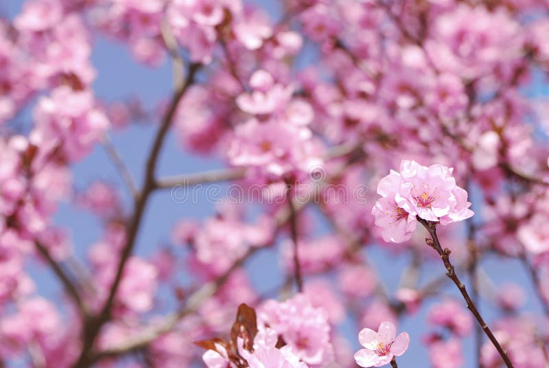 Plum blossom royalty free stock images