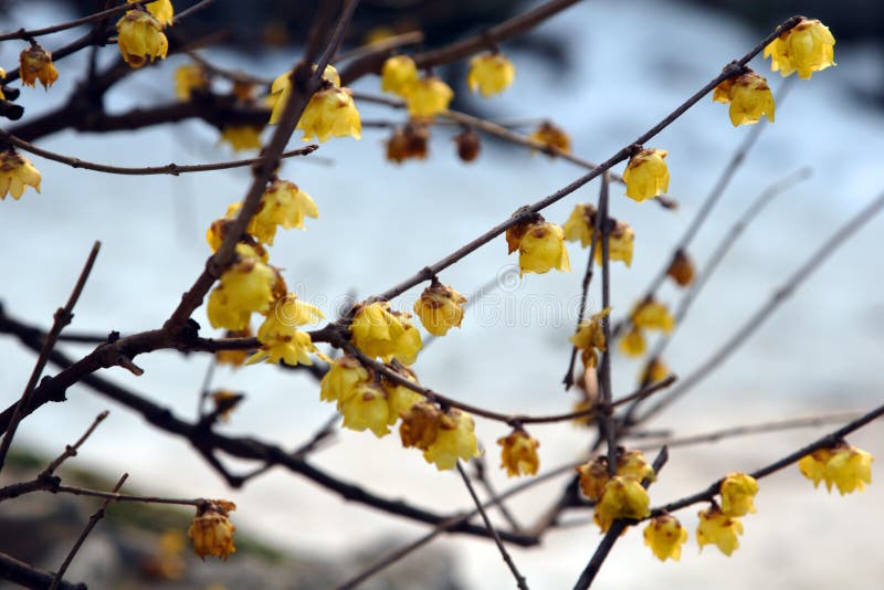 Plum blossom