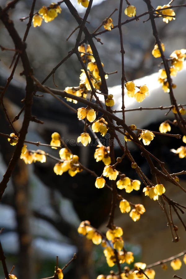 Plum blossom