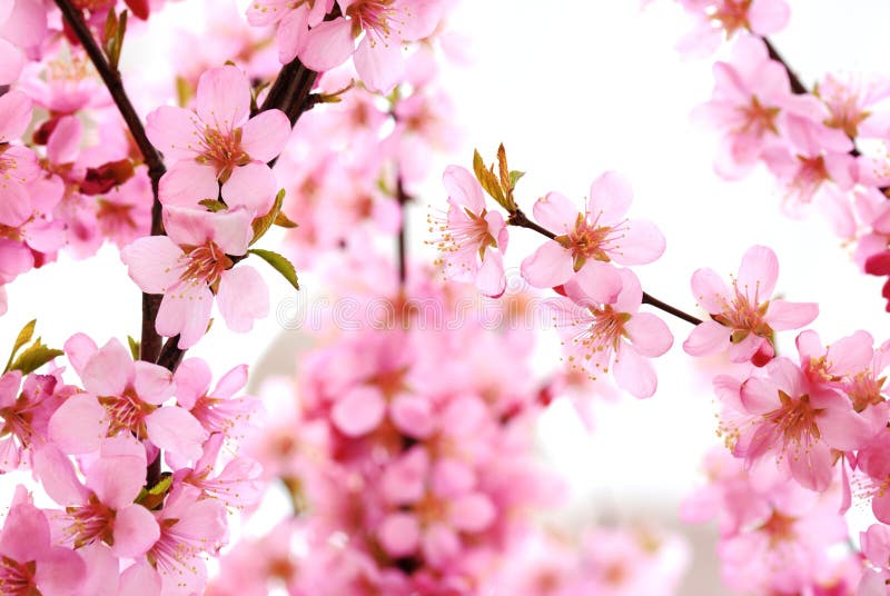 Plum blossom stock photography