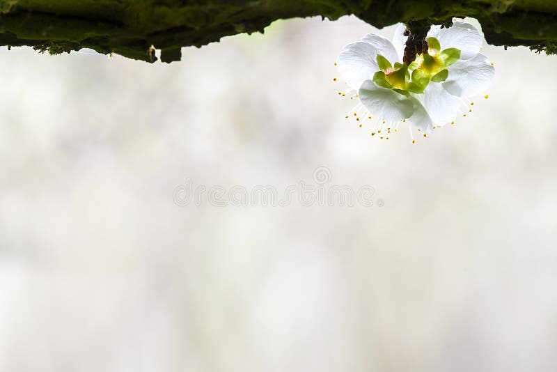 Plum Blossom Isolated op Witte Achtergrond royalty-vrije stock foto's Plum Blossom Isolated op Witte Achtergrond royalty-vrije stock foto's