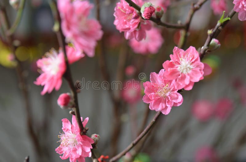 Plum blossom flower stock photo. Image of asian, flower 85521734