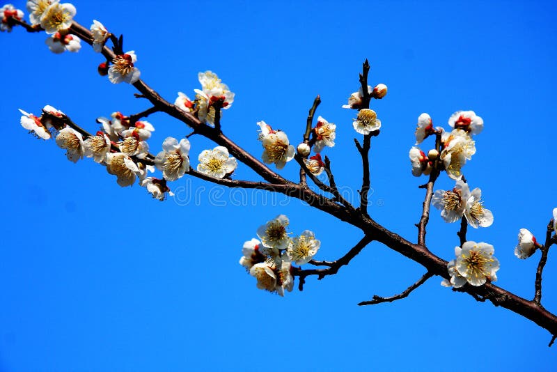 The Plum Blossoms in Winter Stock Image Image of floral, fragility