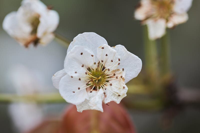 The Plum Bossom in the Winter Season Stock Photo Image of cherry