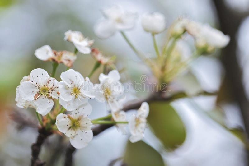 The Plum Bossom in the Winter Season Stock Image Image of blossoming