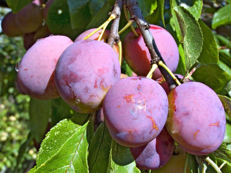 Plum on branch