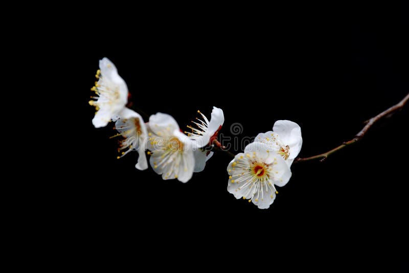 Plum Branch with Flowers. Background, Isolated. Shanghai China Stock Photo  - Image of flower, blackclose: 111026538