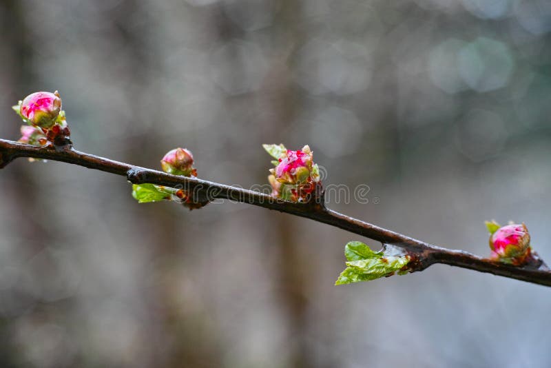 Pink blossoms of plum buds on twig spring season nature details