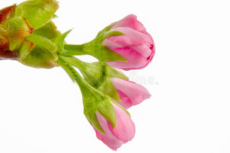 Plum Flower Buds from the Side Stock Photo Image of fresh, green 153235216