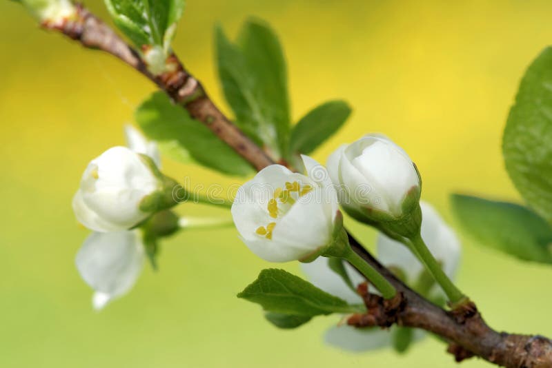Plum flowers stock photo. Image of stamen, plum, hair 54596766