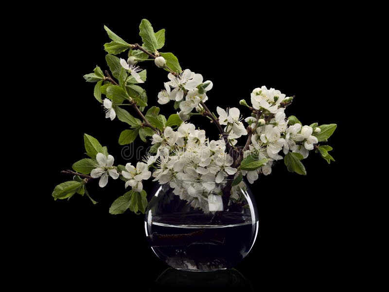 Plum flowers in glass vase