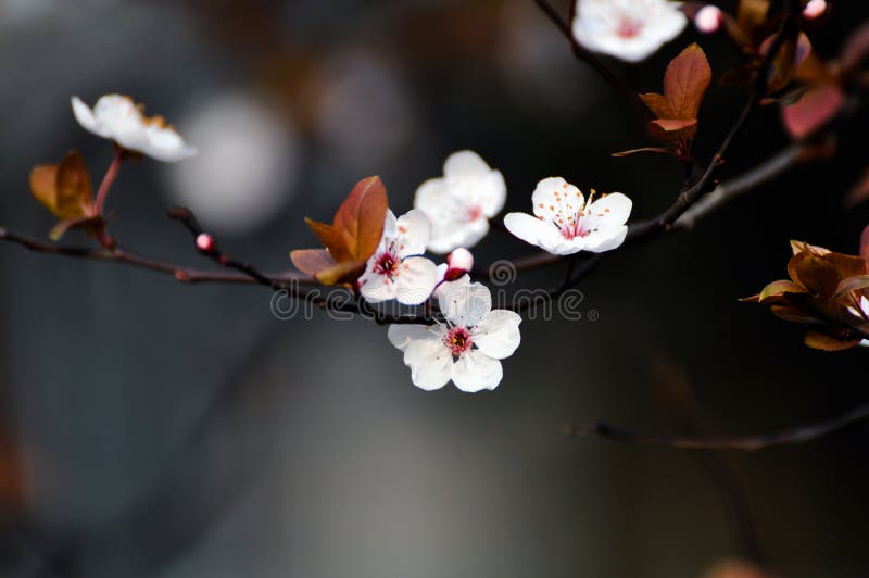 Plum flowers