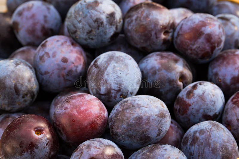 Fresh Ripe Blue Plums Background. Stock Image Image of blue, nature 100731059