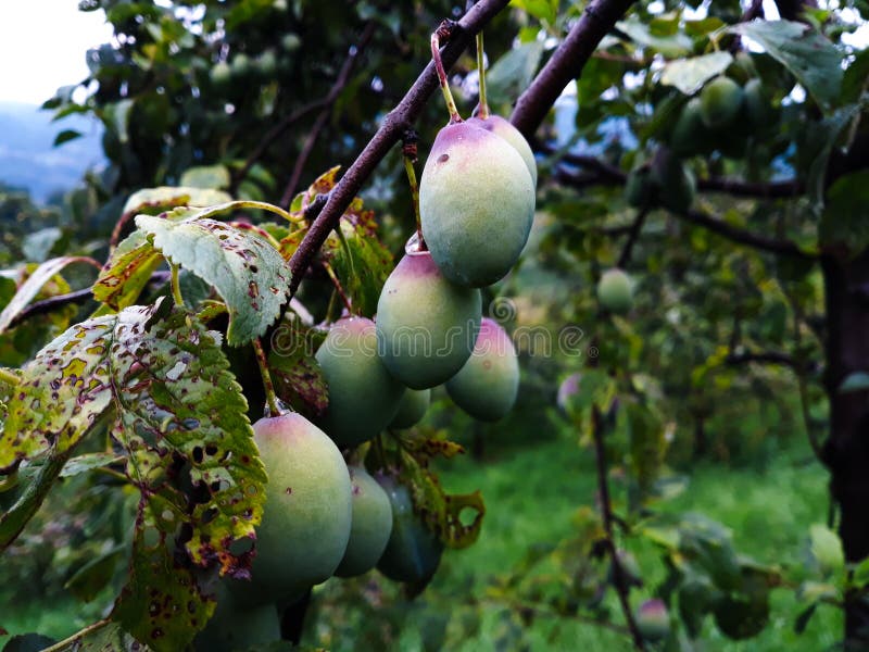 The plum fruit on the branch with the leaves on the tree, just beginning to get blue stock image
